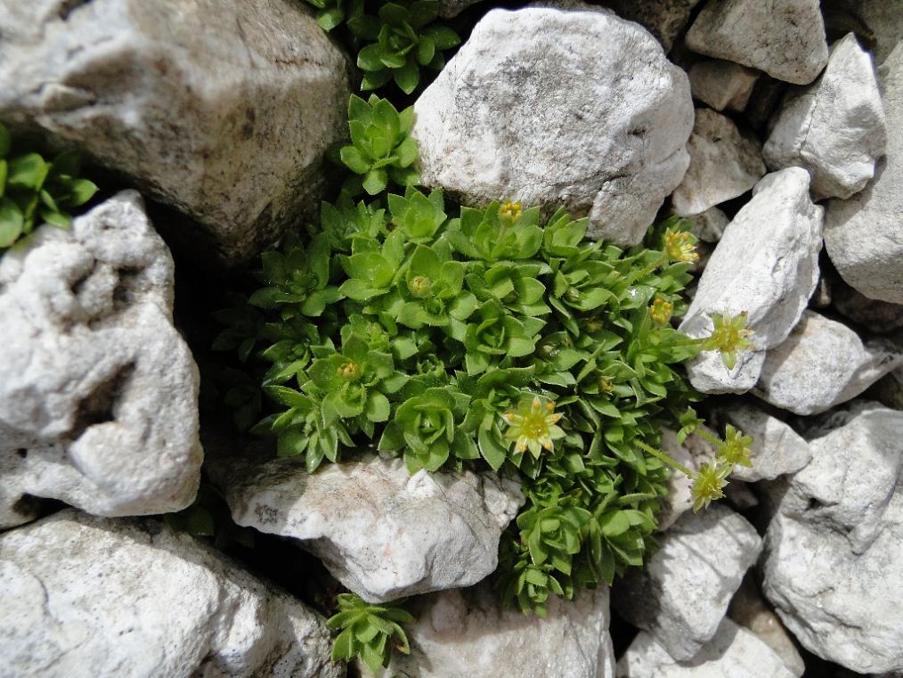 Saxifraga sedoides / Sassifraga setolosa